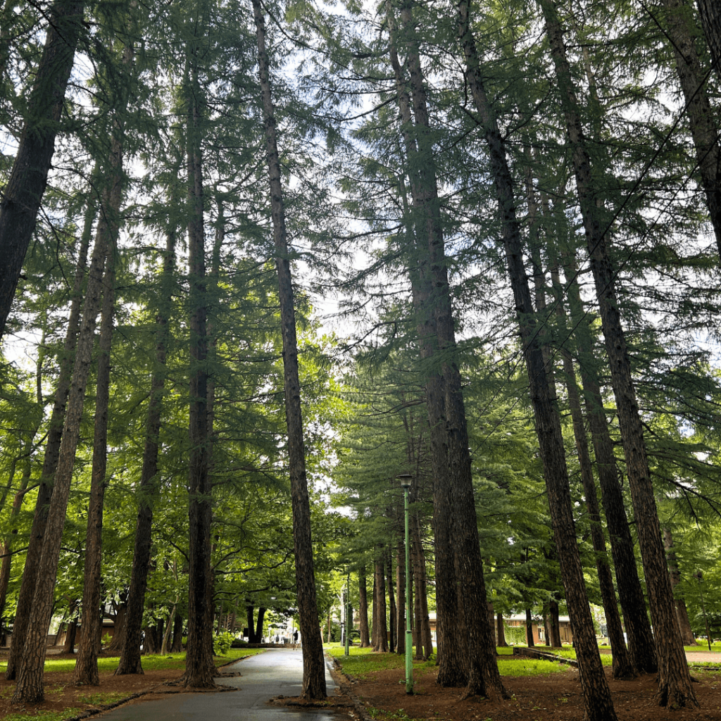 円山公園の林道