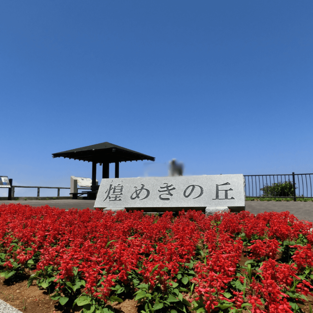 煌めきの丘とサルビア