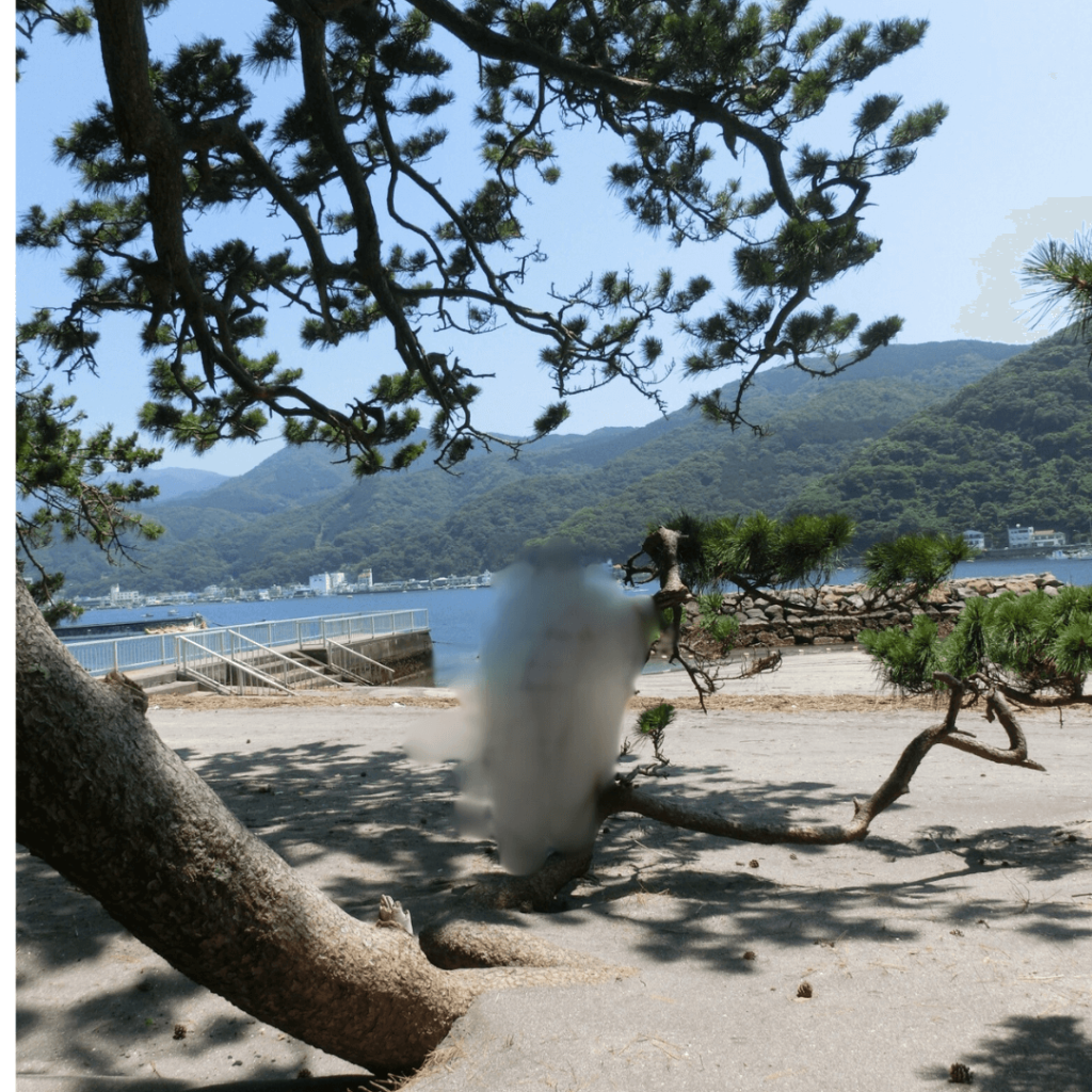 白砂と松林