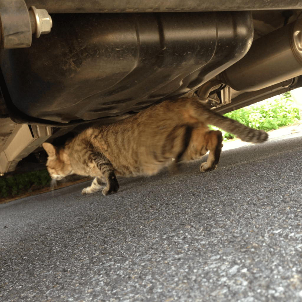 すぐに車の下の日陰に移動してました
