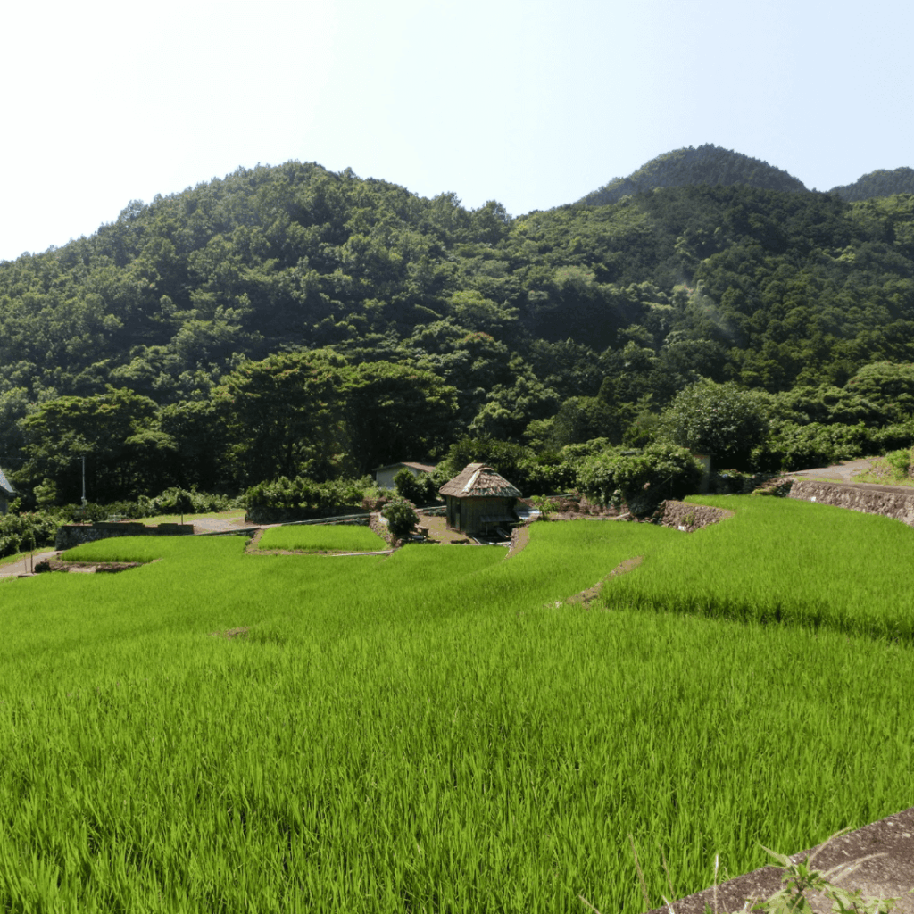 北山の棚田としょうずばったり?