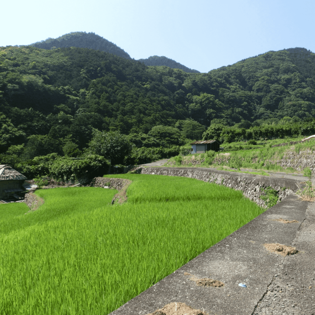 北山の棚田