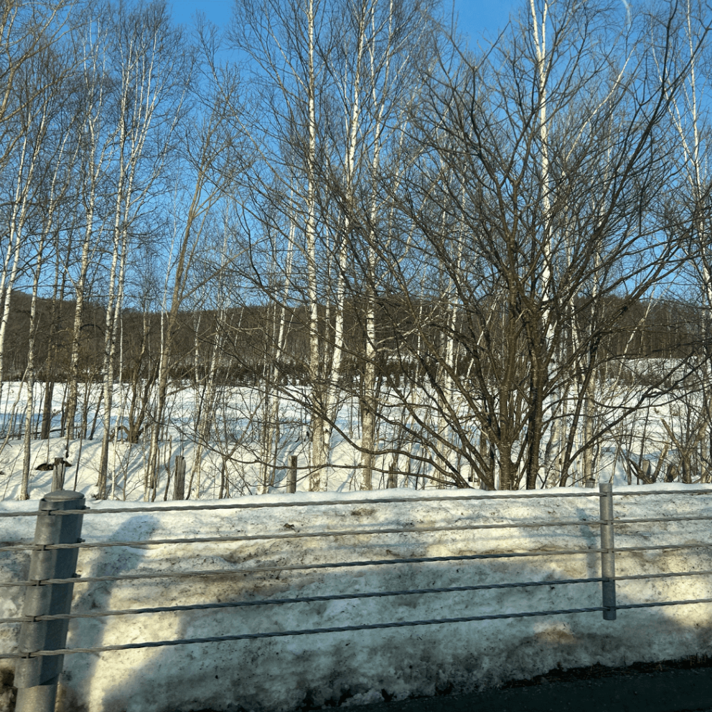 雪が増えてきました!