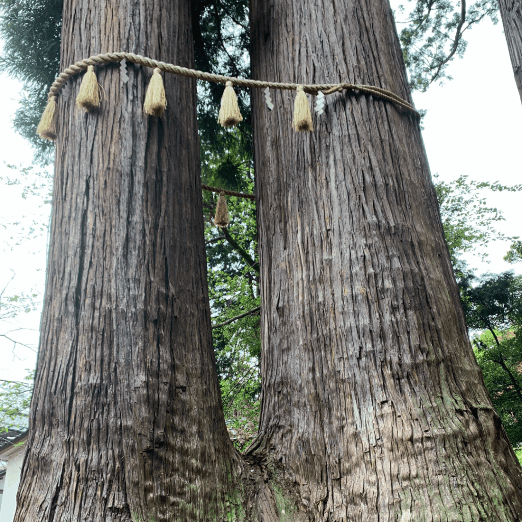 日枝神社の子宝の杉(夫婦杉)