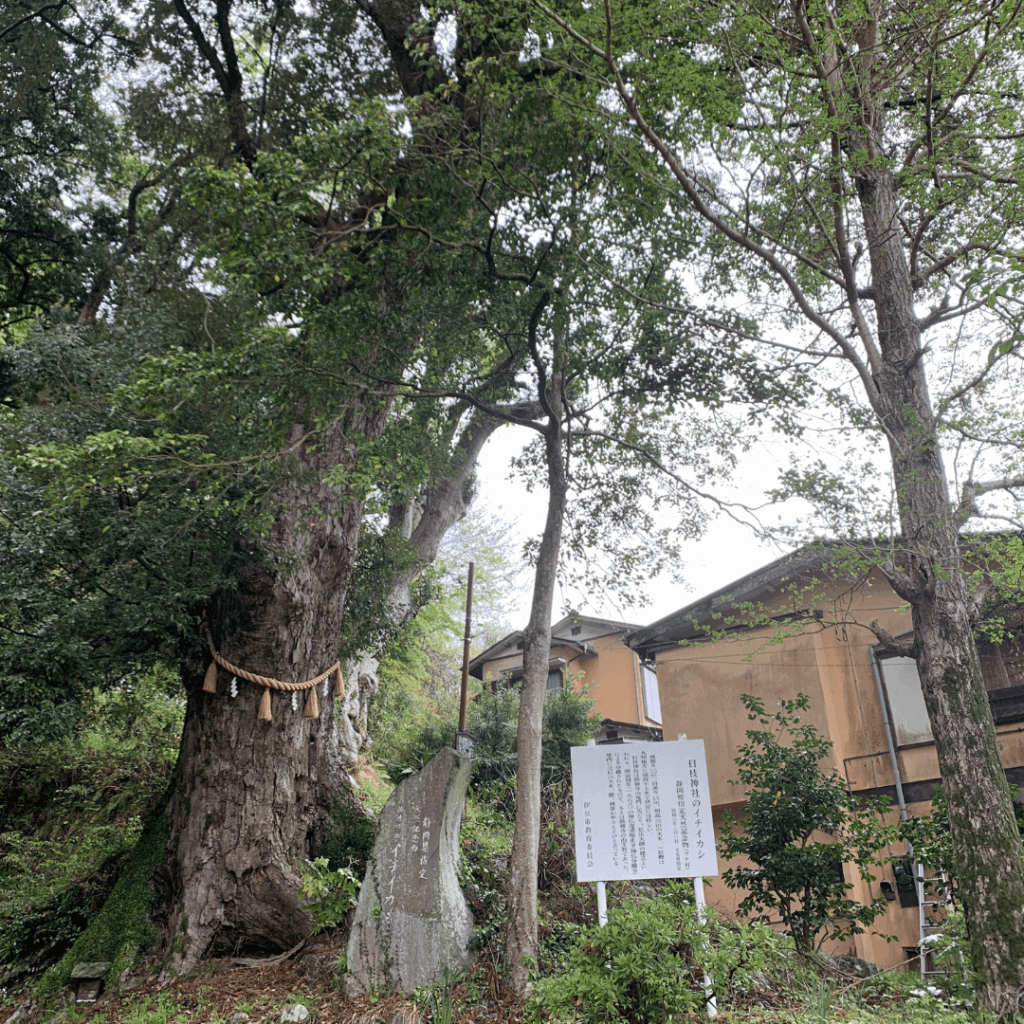 日枝神社の一位樫