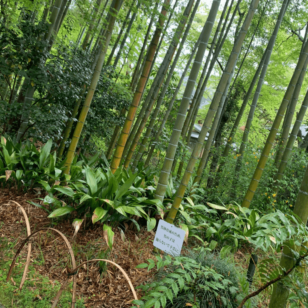 竹林の小径
