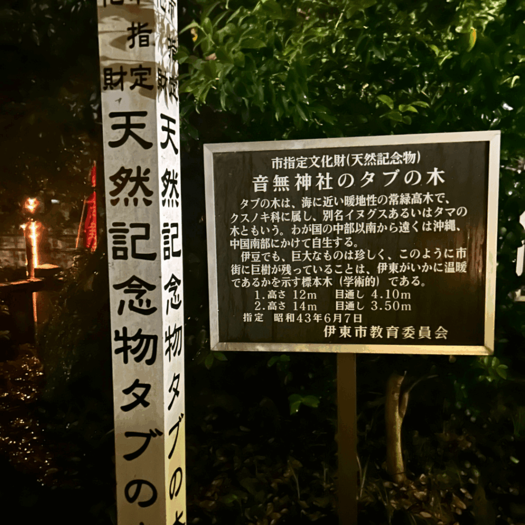 音無神社のタブの木の説明