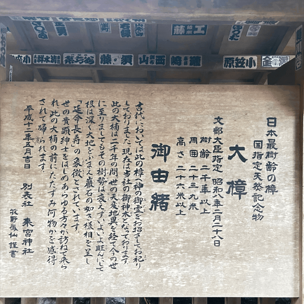 大楠の案内