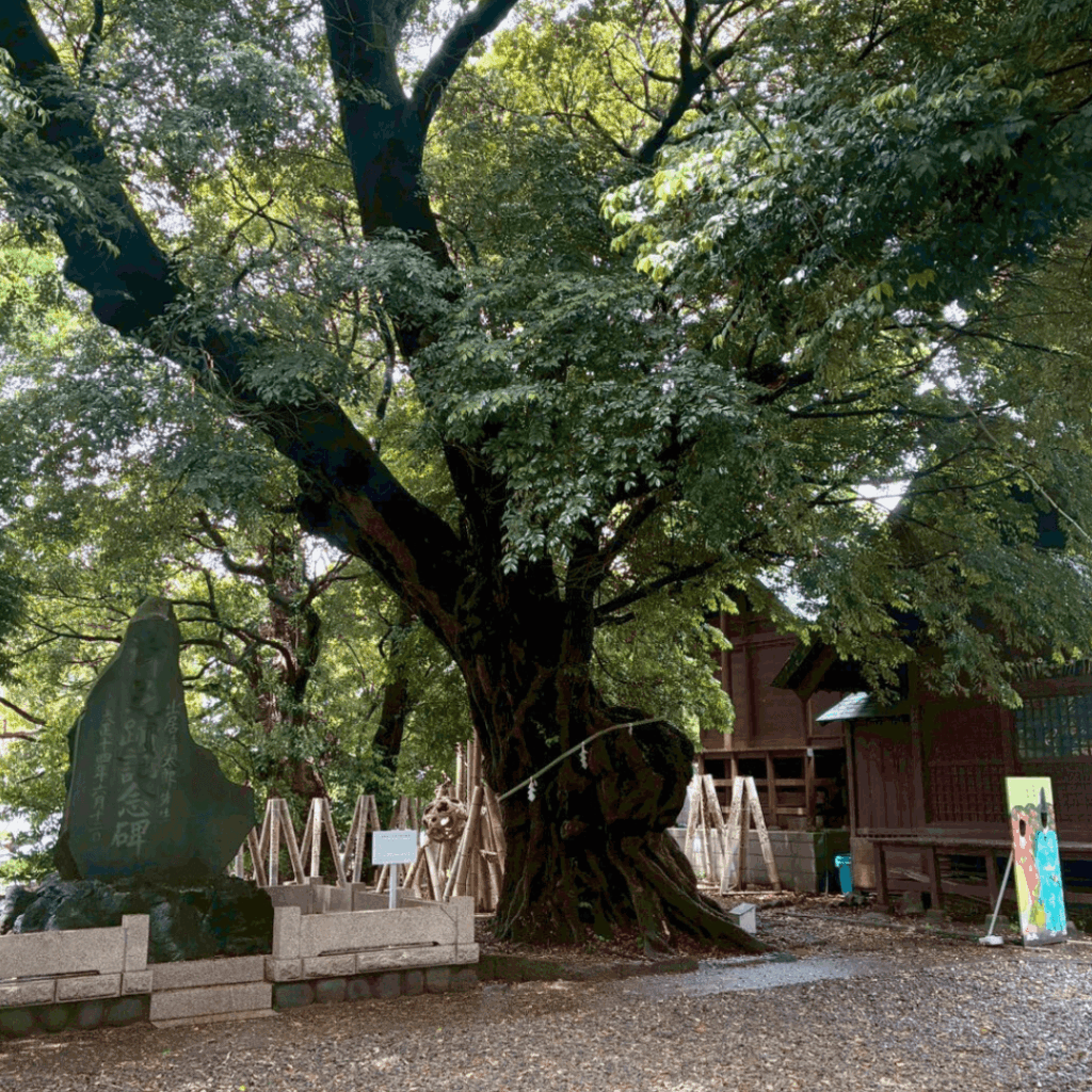 音無神社のタブの木①