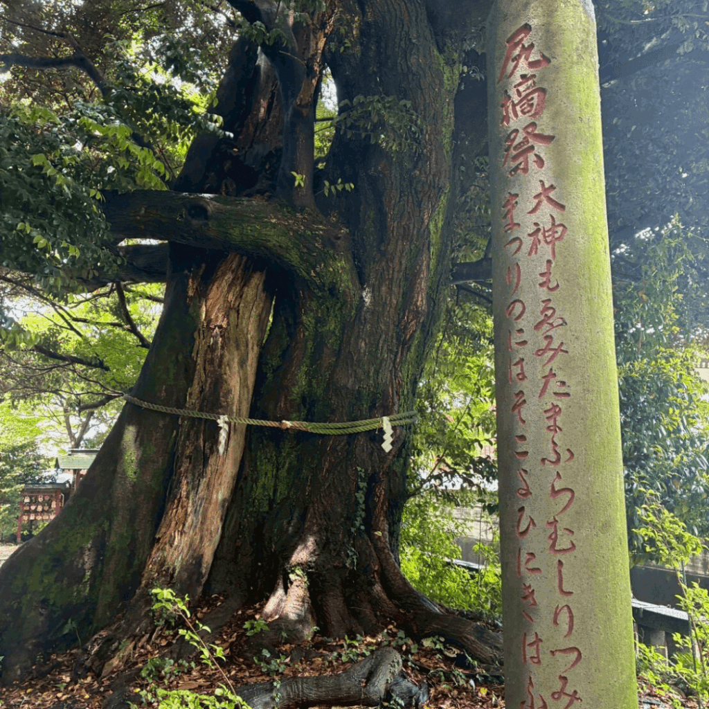 音無神社のタブの木②
