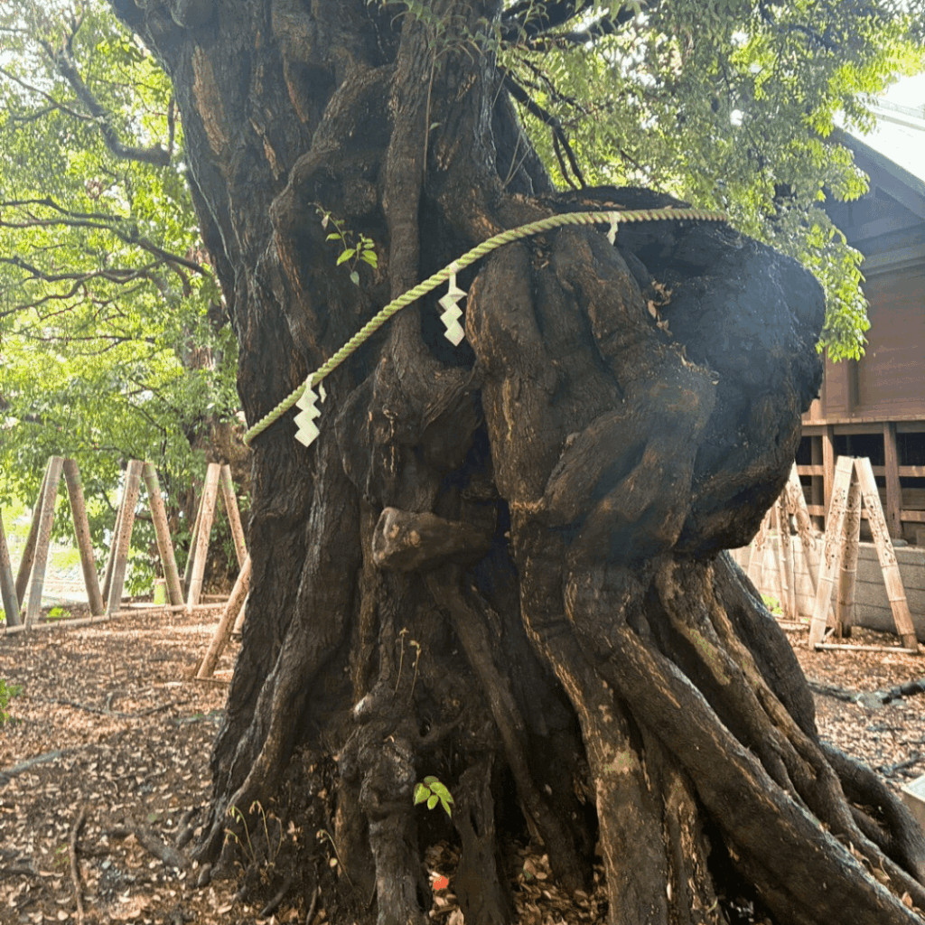 音無神社のタブの木③