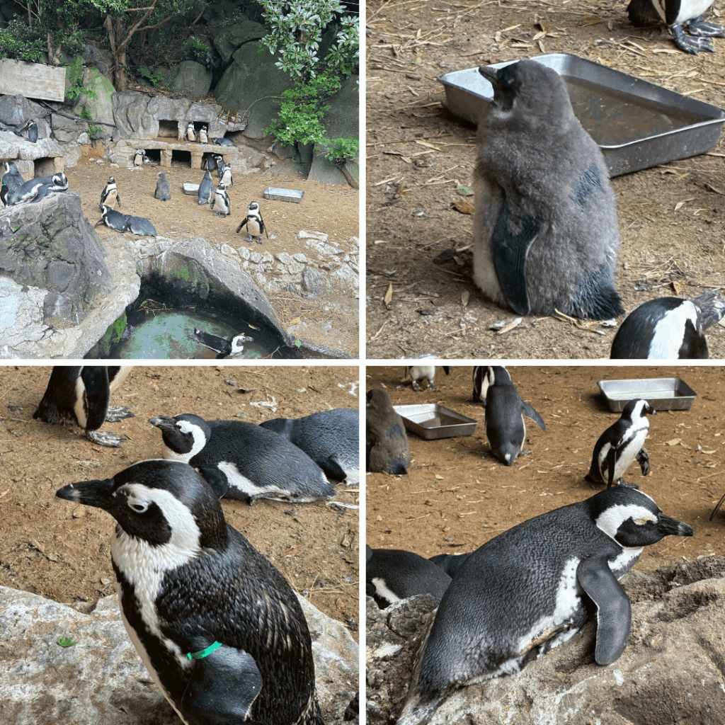 カンガルーの丘近くのペンギンさん