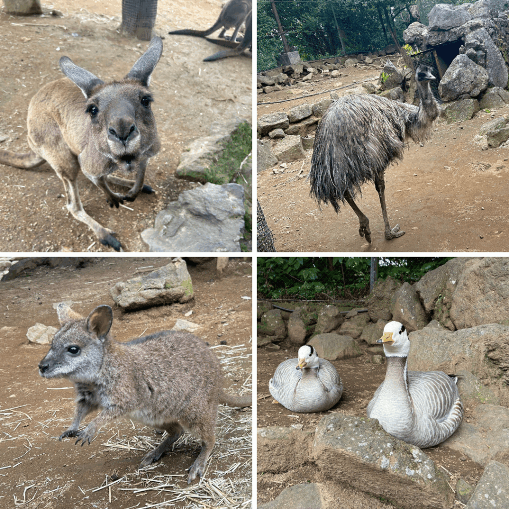 カンガルーの丘のベストショット