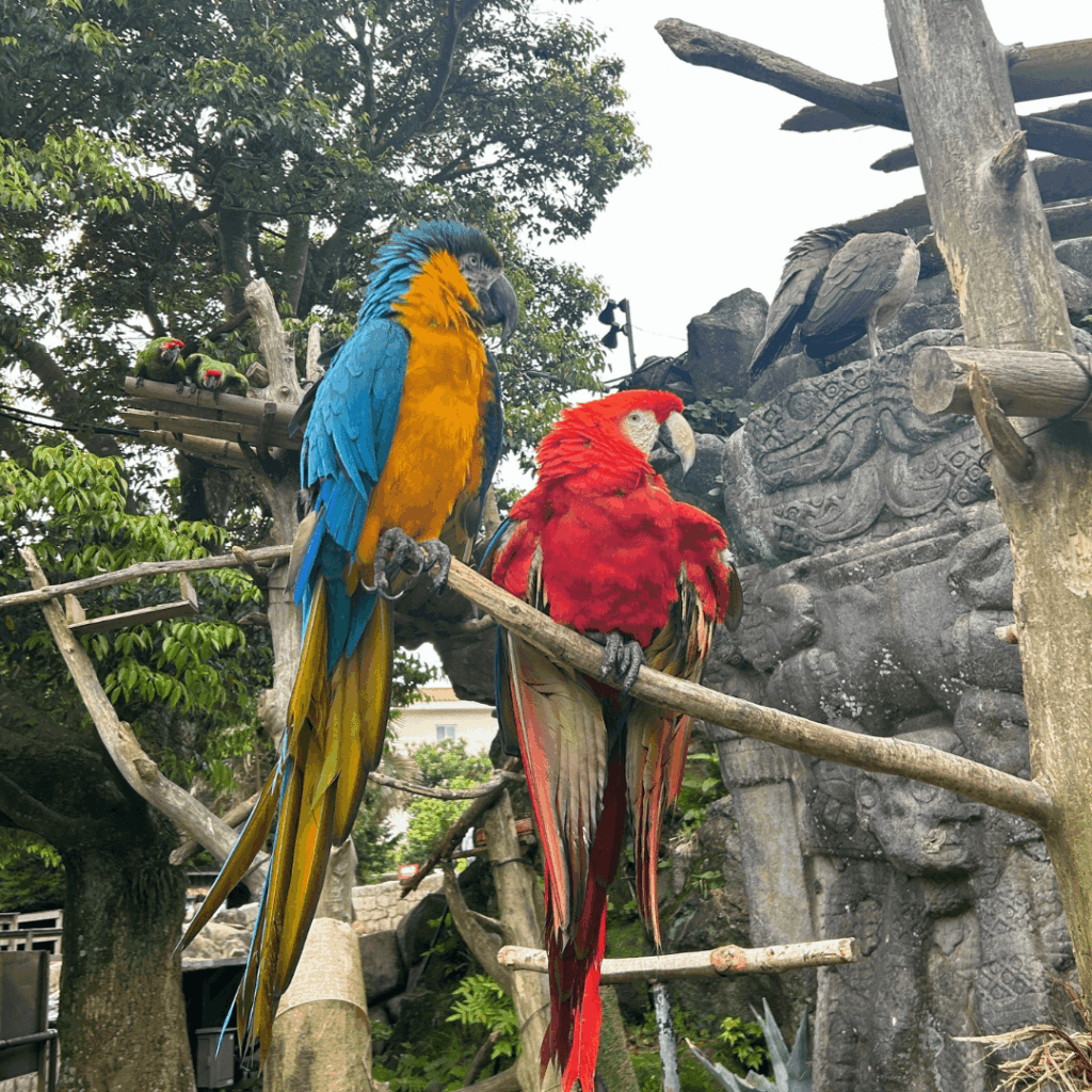 オウム?インコ?