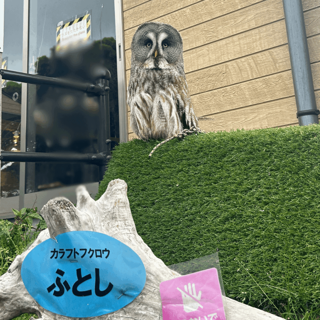 フクロウのふとし君