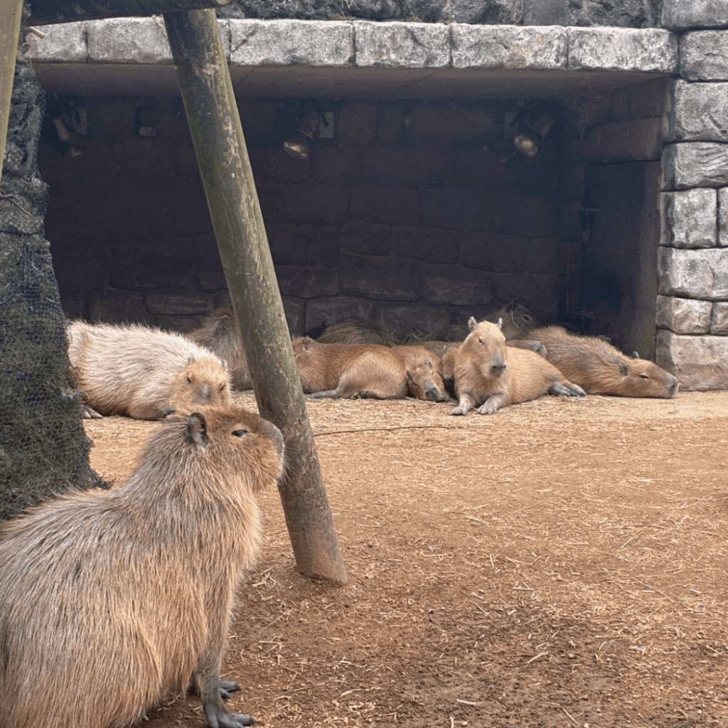 カピバラ集団