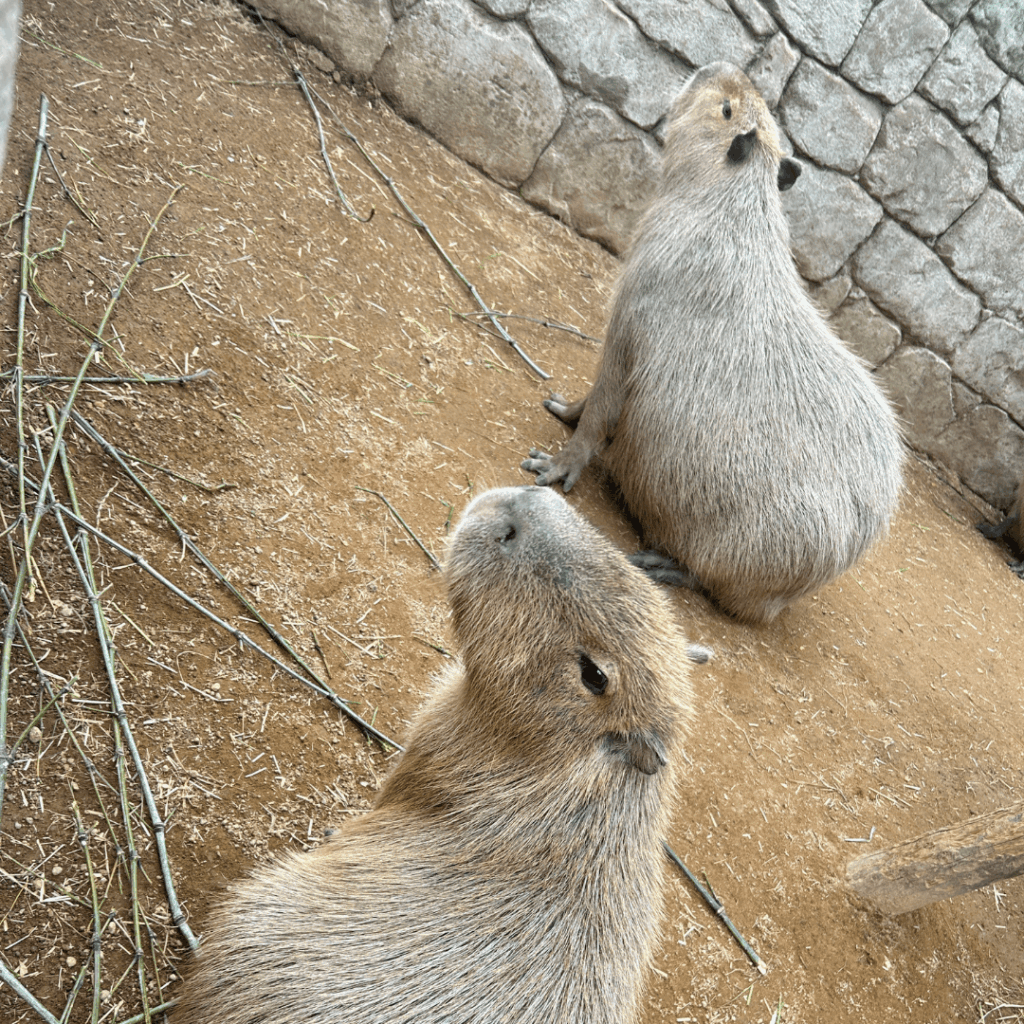 いい顔してる!
