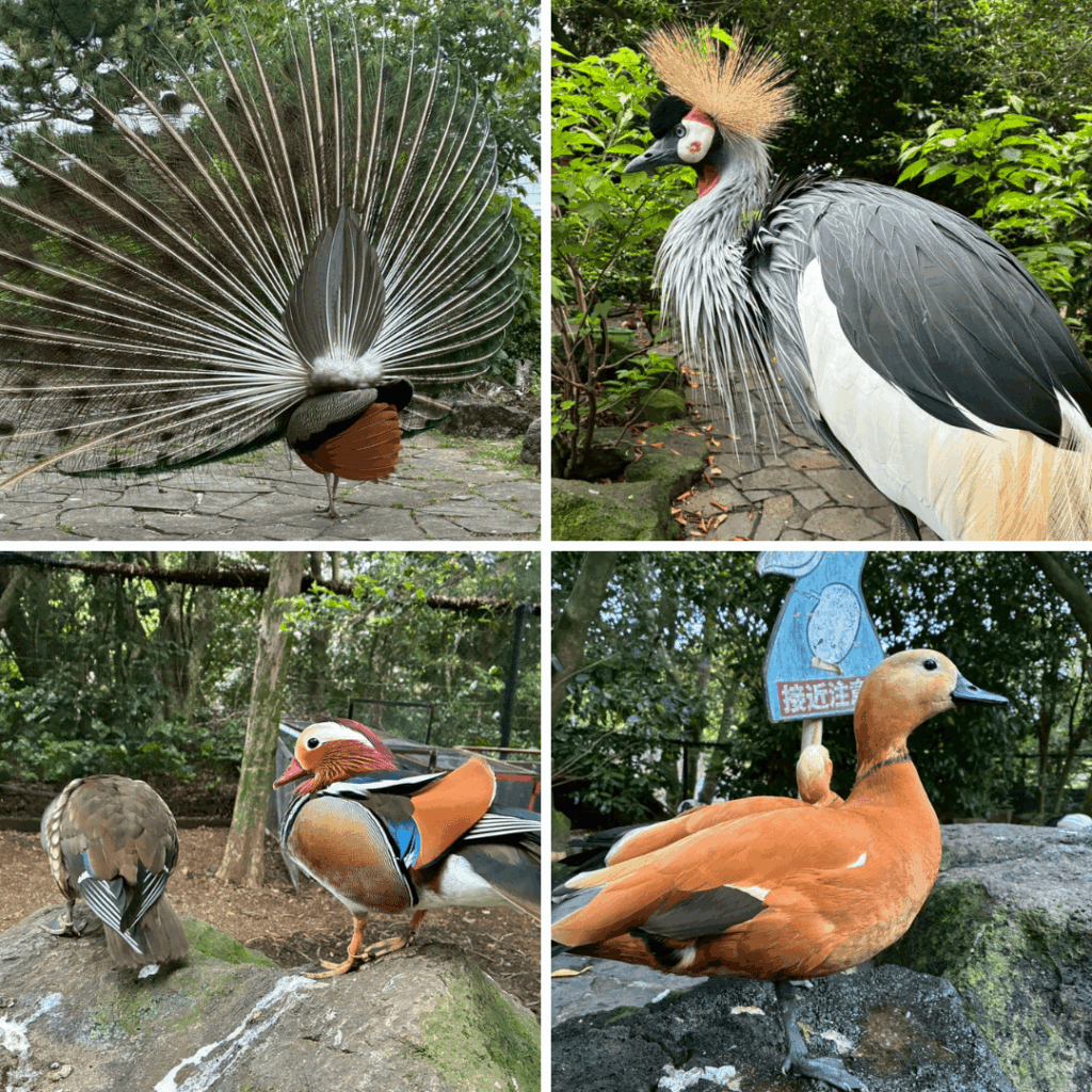 きれいな鳥さん達