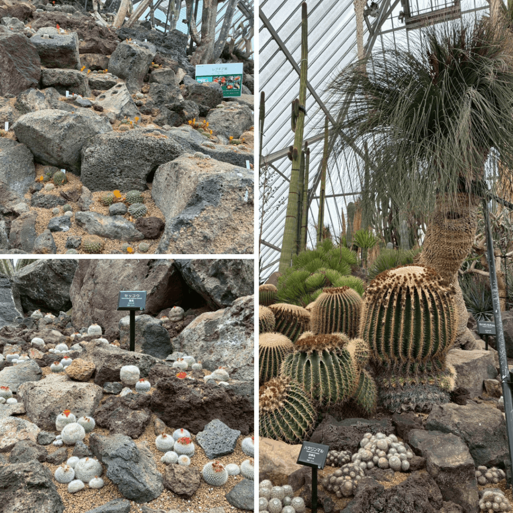 メキシコ館のサボテン