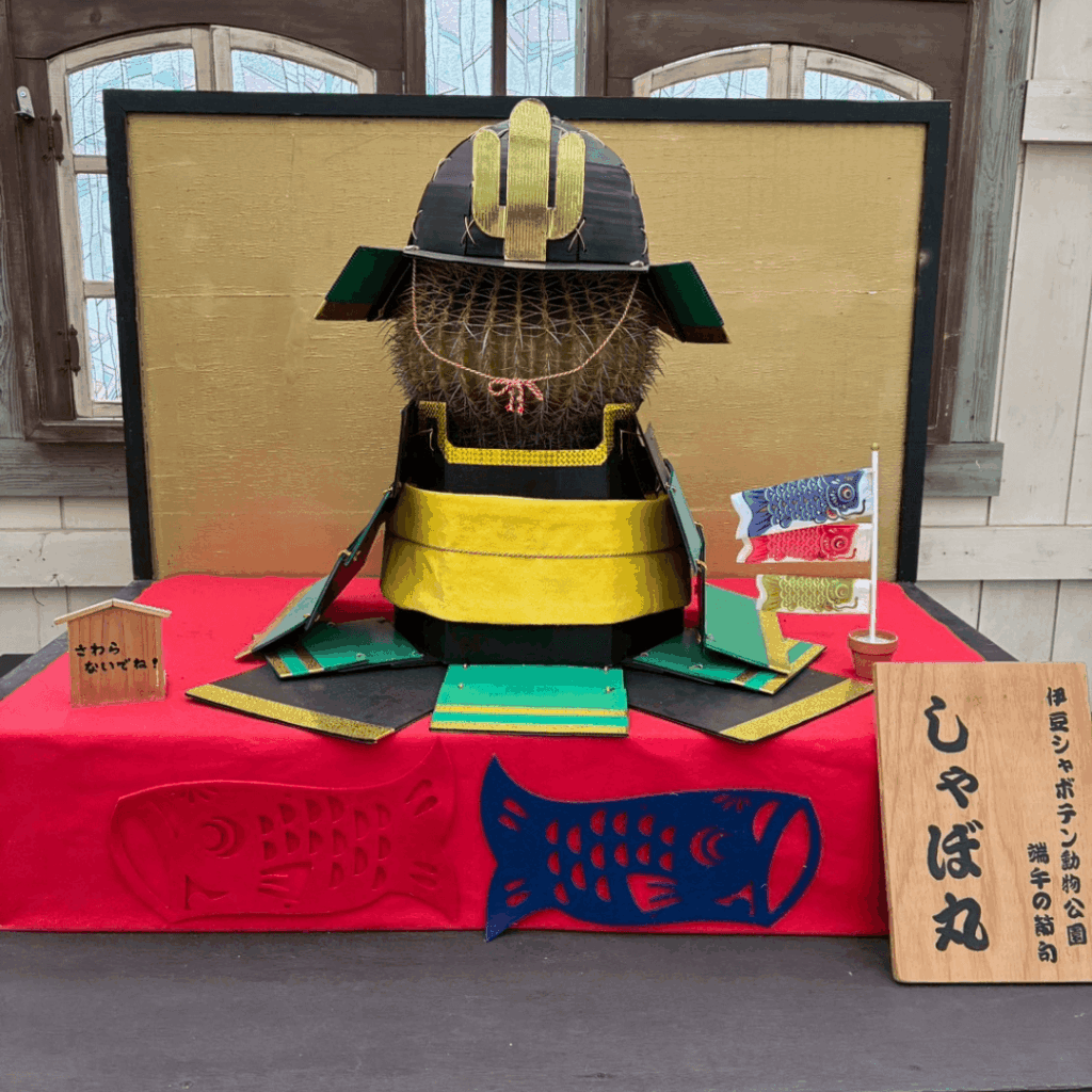 5月人形サボテン