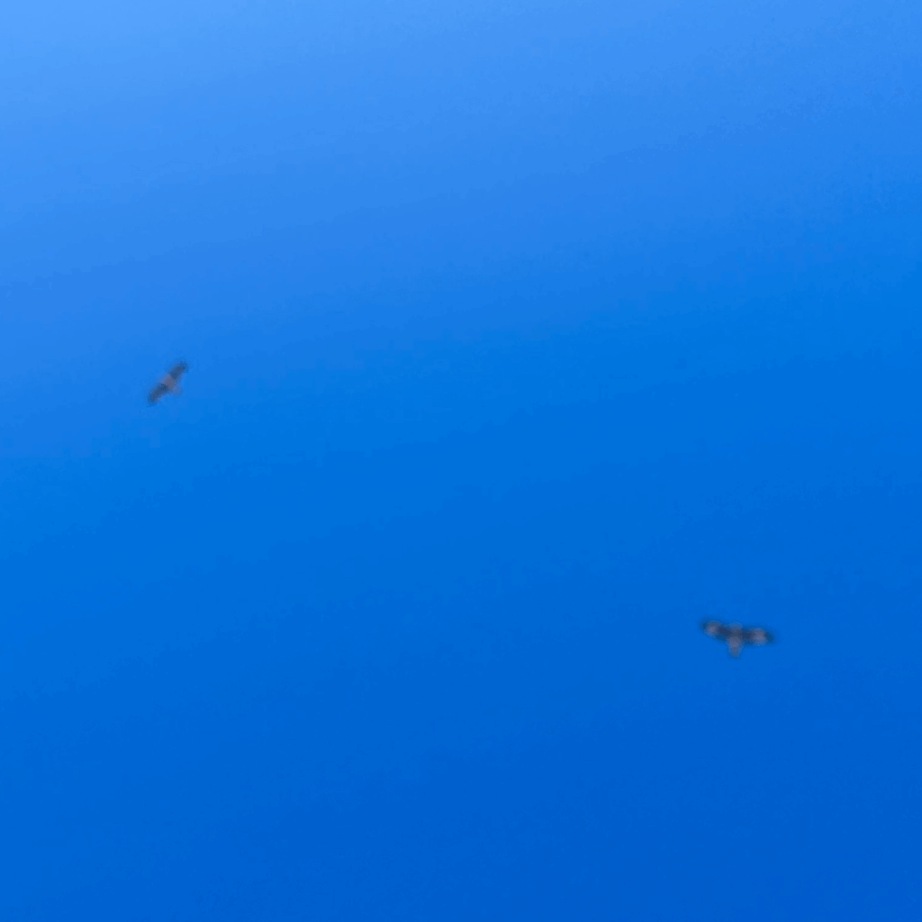 青い空とトンビ!