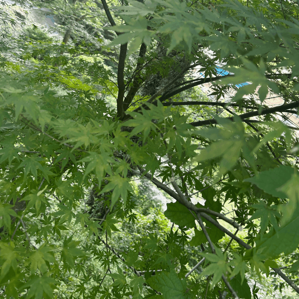 紅葉！秋は鮮やかな赤が楽しめそう