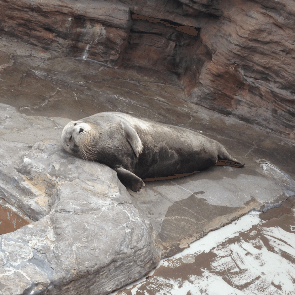お昼寝アザラシ