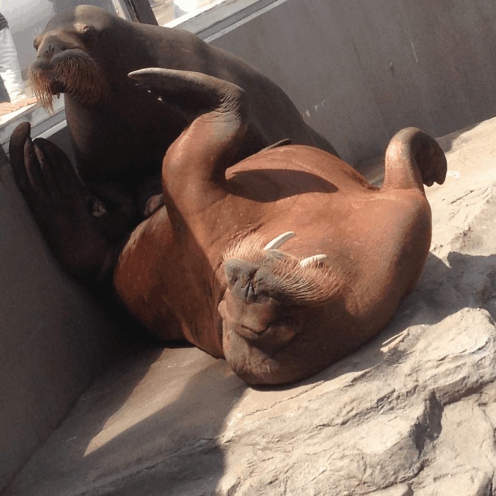 まったりセイウチ