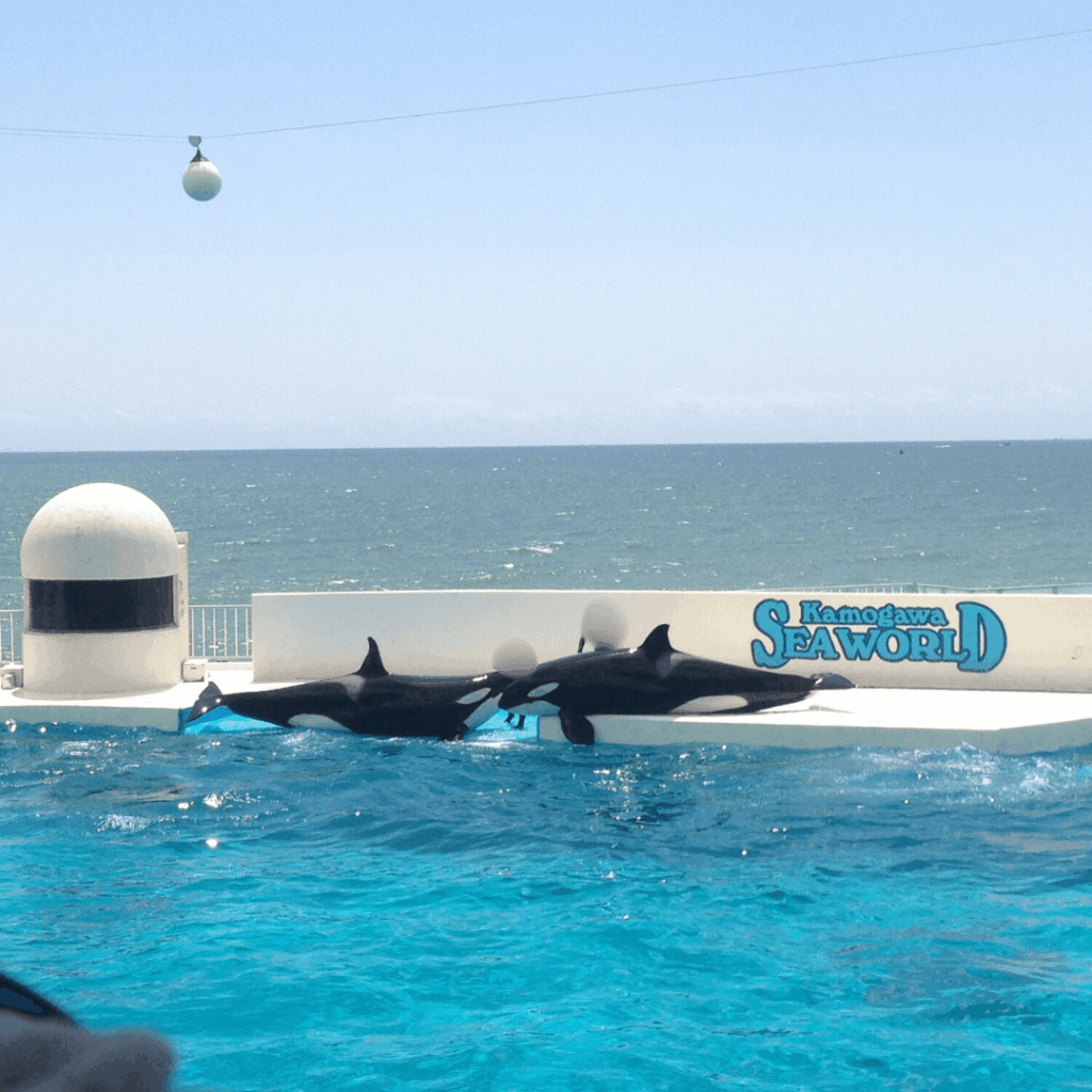 フォルムがきれい！