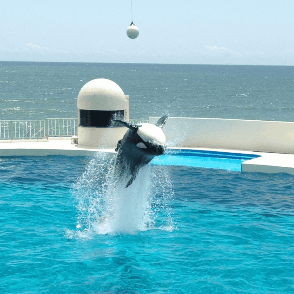 大迫力ジャンプ