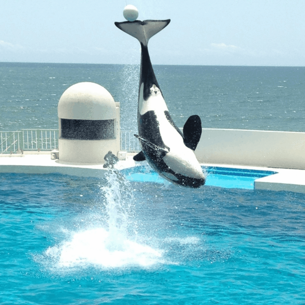 ボールタッチ！