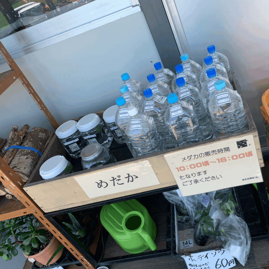 めだかさんがいました