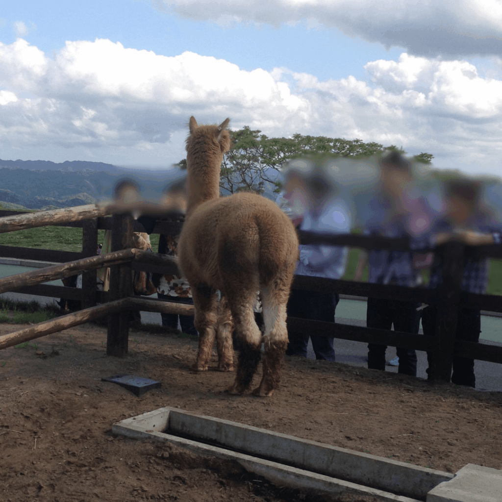 アルパカさん