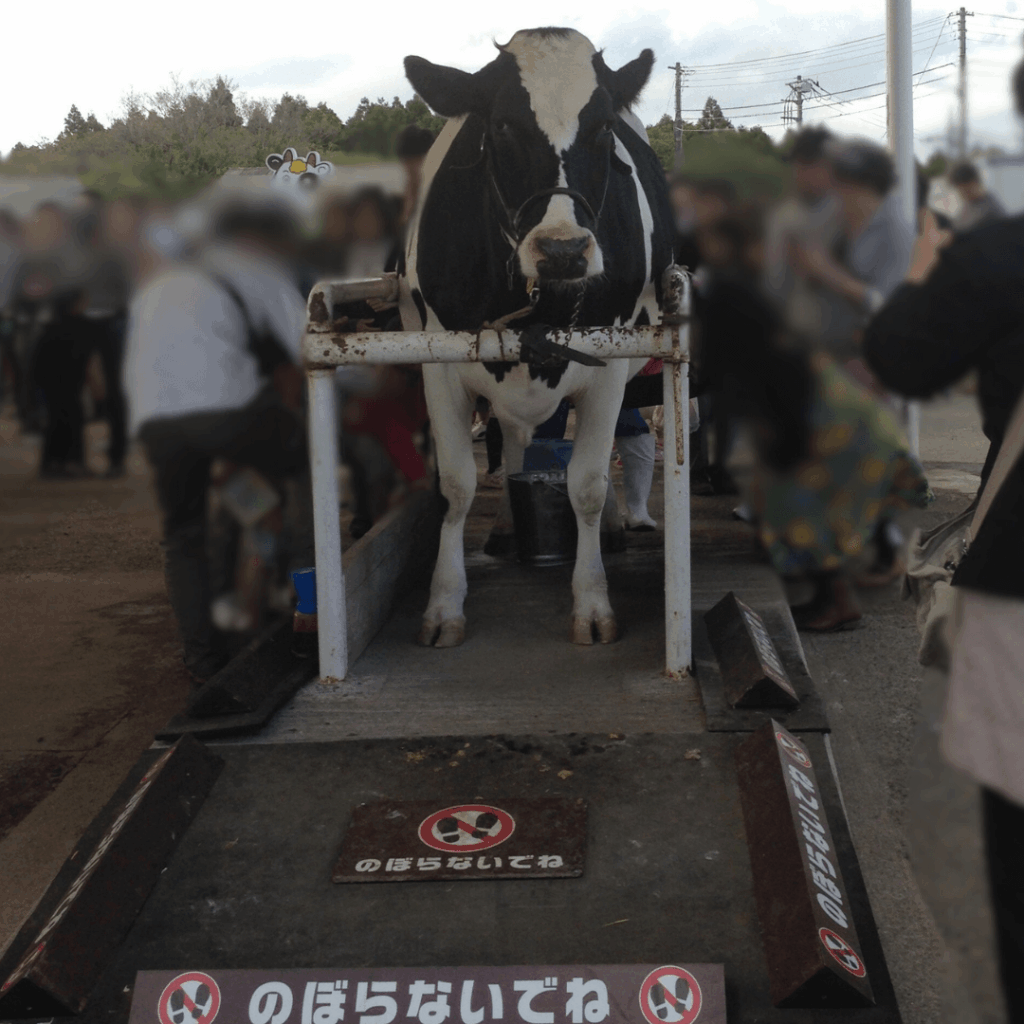 乳しぼり体験！