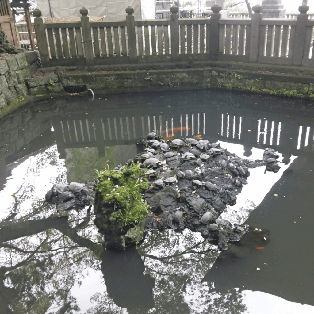 放生池の亀さんと鯉