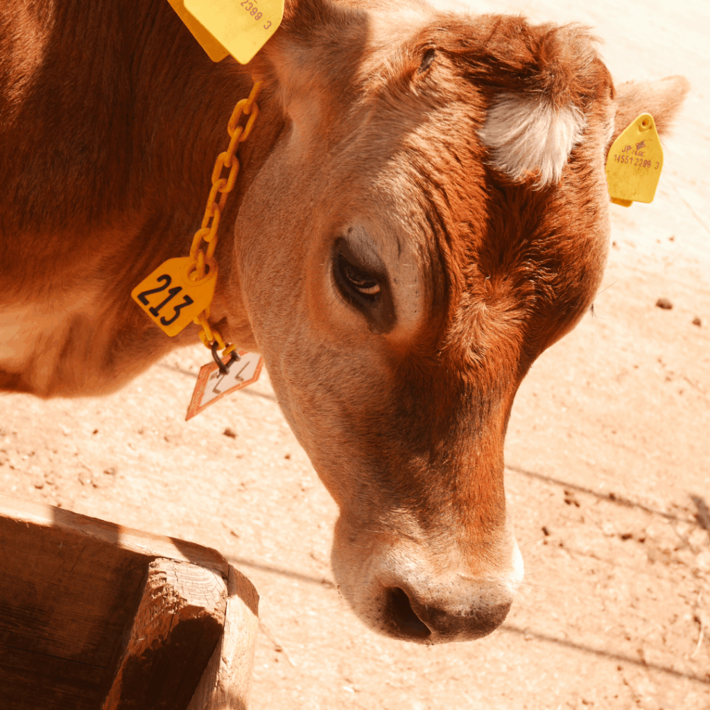 流し目の牛さん