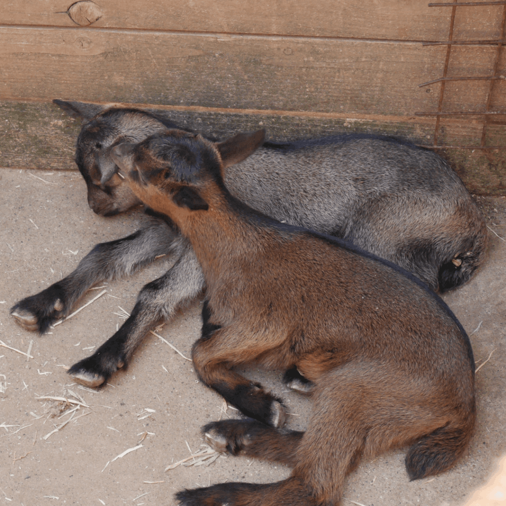 耳ハミハミの兄弟