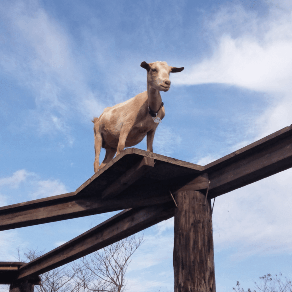空中散歩！いい写真