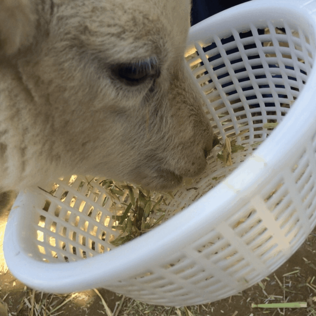 もぐもぐタイム