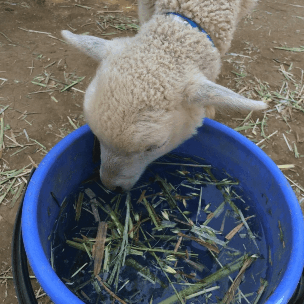水のんでる？草食べてる？