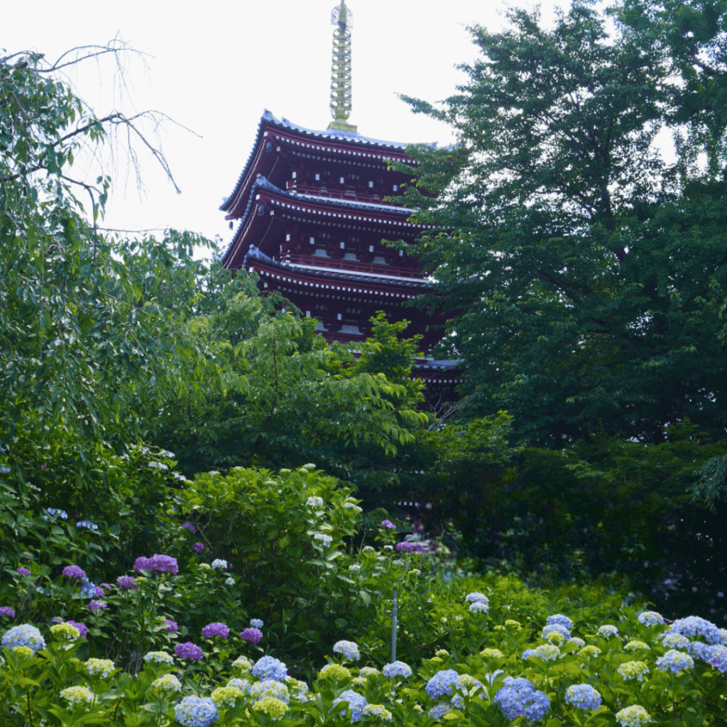 本土寺の五重塔と紫陽花(6月中旬)