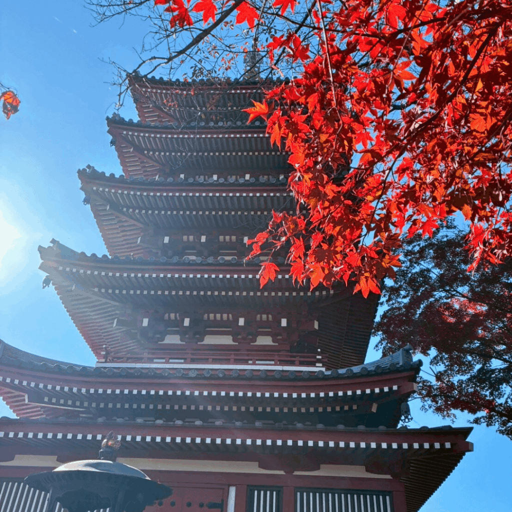 本土寺の五重塔と紅葉(11月下旬)