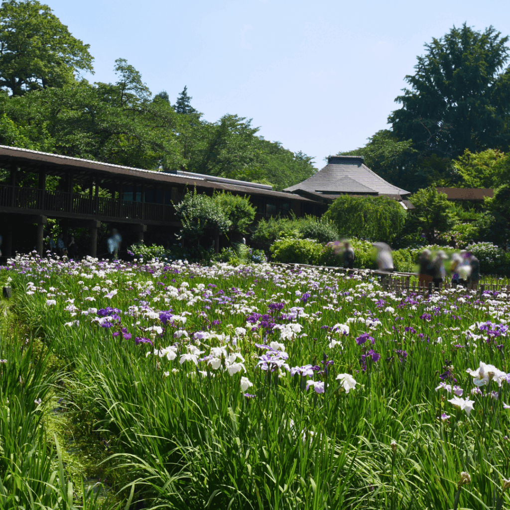 菖蒲池の花菖蒲(6月中旬)