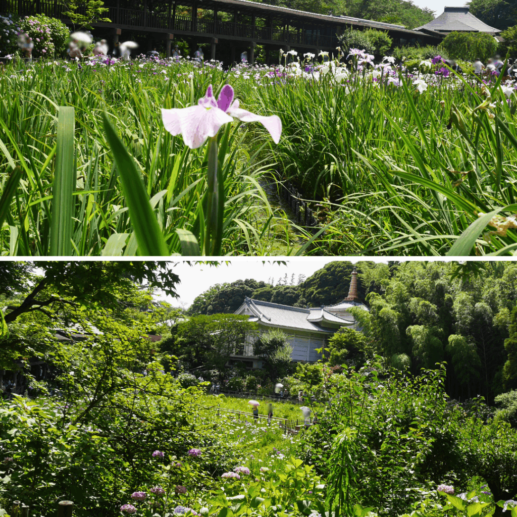 花菖蒲と紫陽花