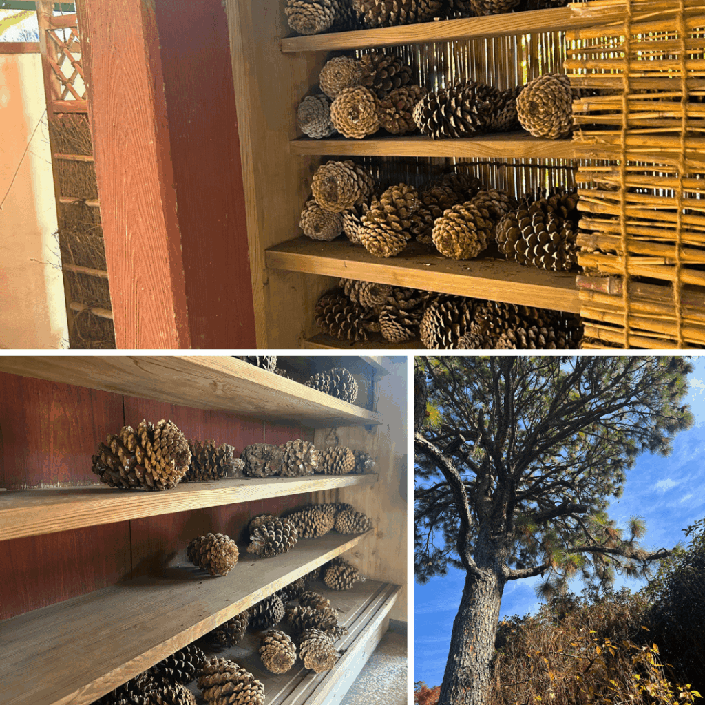 入口の松と大きな松ぼっくり