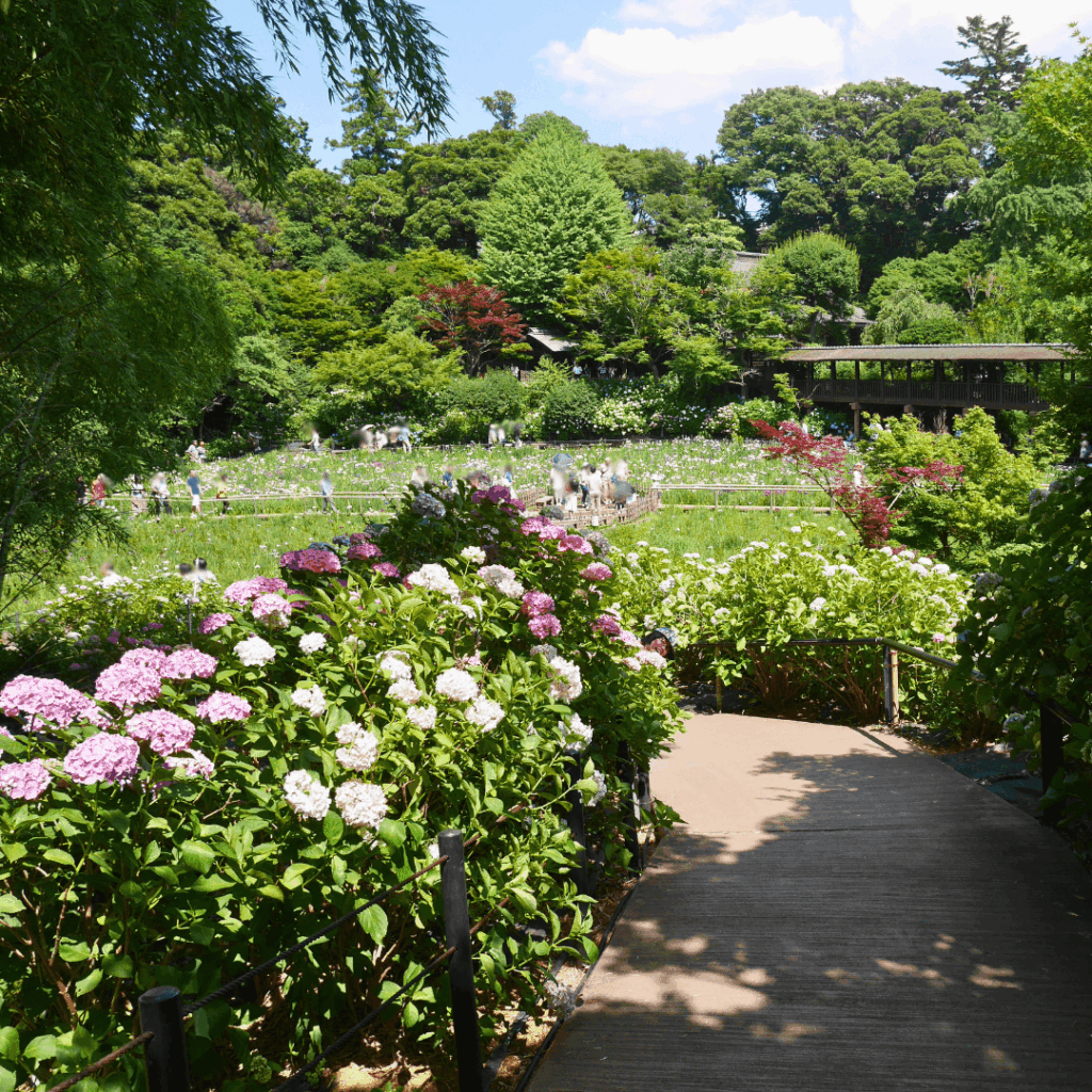 本土寺の紫陽花(6月中旬)