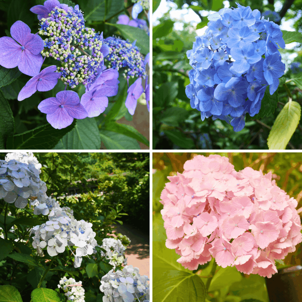 色とりどりの紫陽花