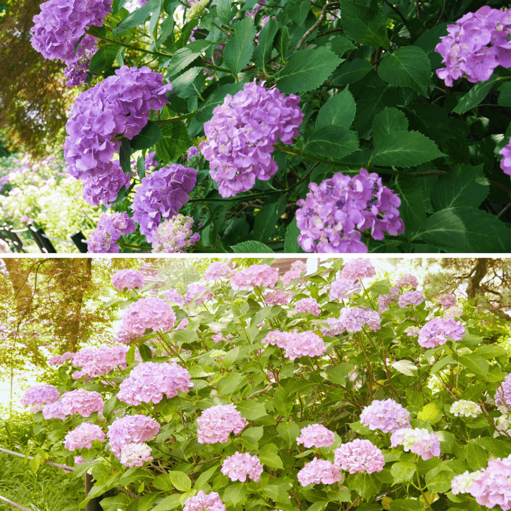 紫陽花が生い茂ってます！