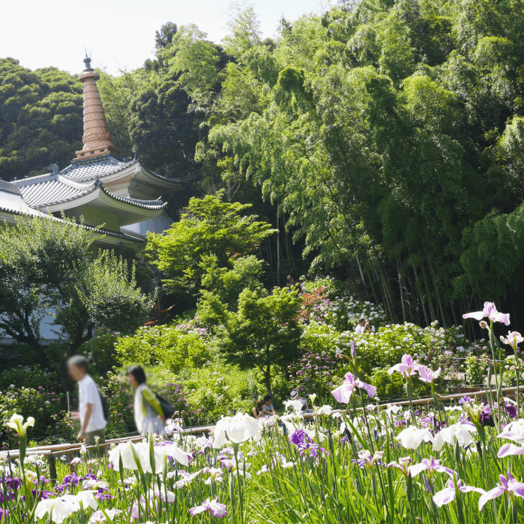 本土寺の花菖蒲(6月中旬)