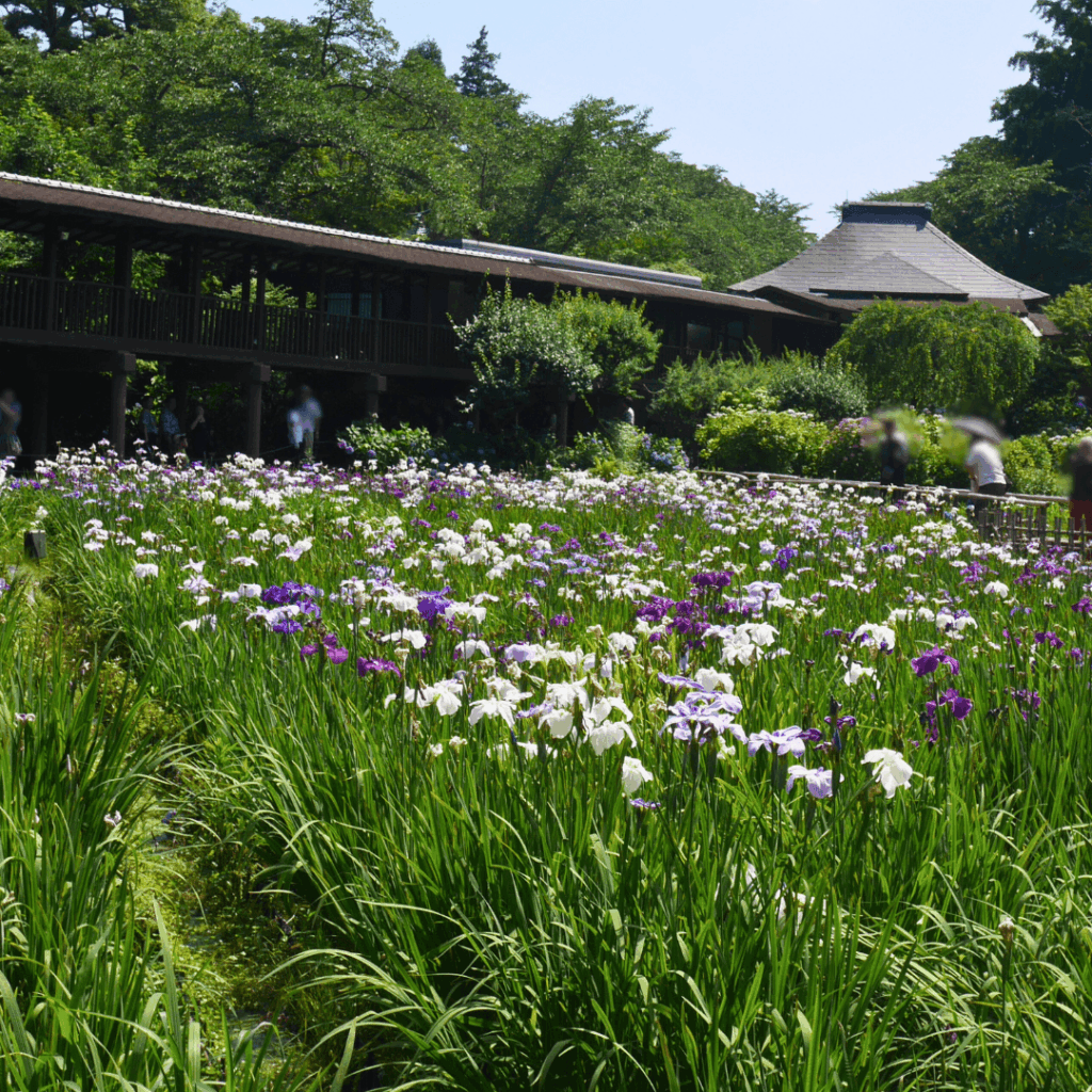 初夏らしい爽やかな景観